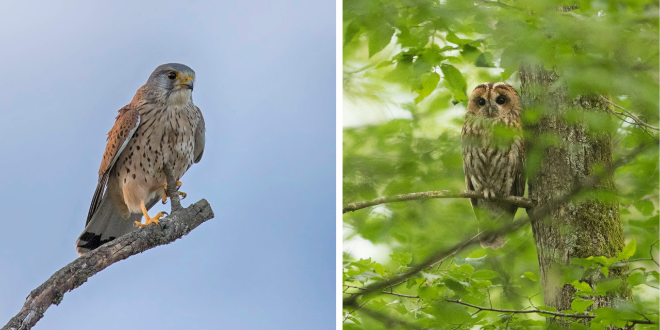 Enquête rapaces diurnes et nocturnes